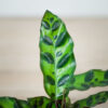 calathea-lancifolia-baby