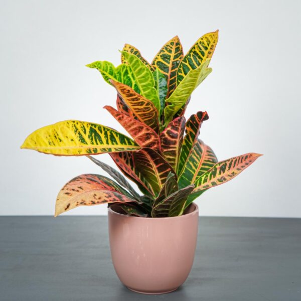 codiaeum-petra-kroton codiaeum-petra-kroton