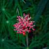 jatrofa-krzew-koralowy-jatropha-multifida