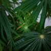 jatrofa-krzew-koralowy-jatropha-multifida