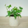 monstera-siltepecana