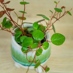 peperomia-pepperspot-baby