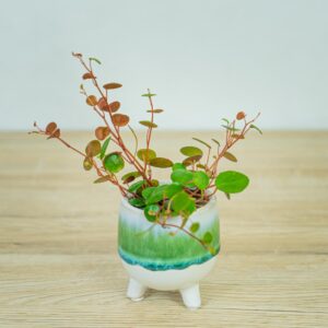 peperomia-pepperspot-baby