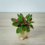 peperomia-rosso-baby