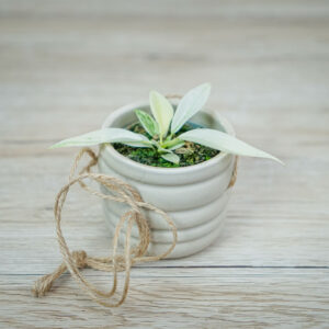 philodendron-florida-ghost-baby