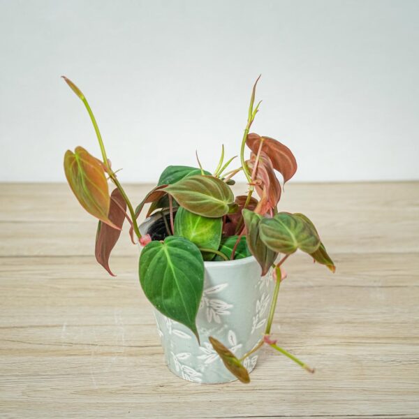 philodendron-micans