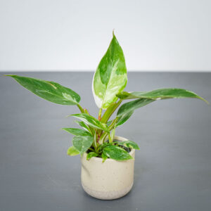 philodendron-white-princess-baby