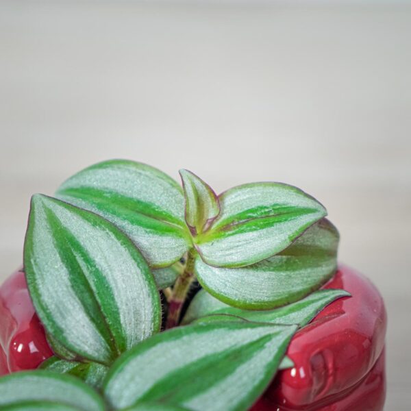 trzykrotka-zebra-baby-tradescantia-zebrina