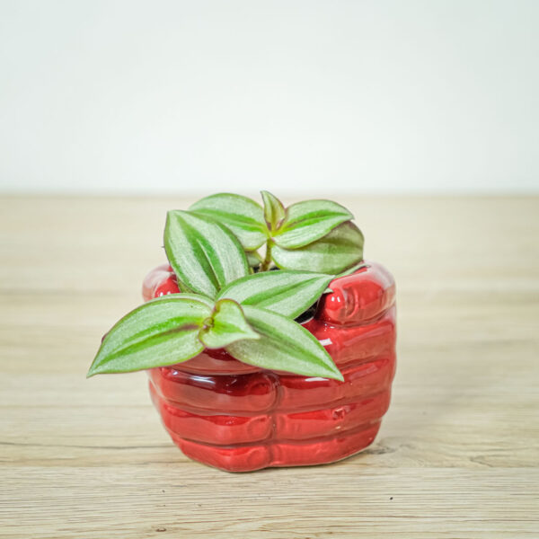 trzykrotka-zebra-baby-tradescantia-zebrina