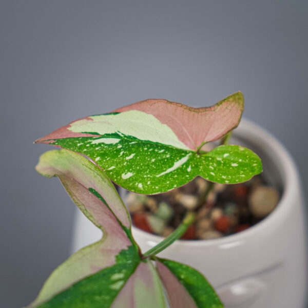 syngonium-red-spot-tricolor syngonium-red-spot-tricolor