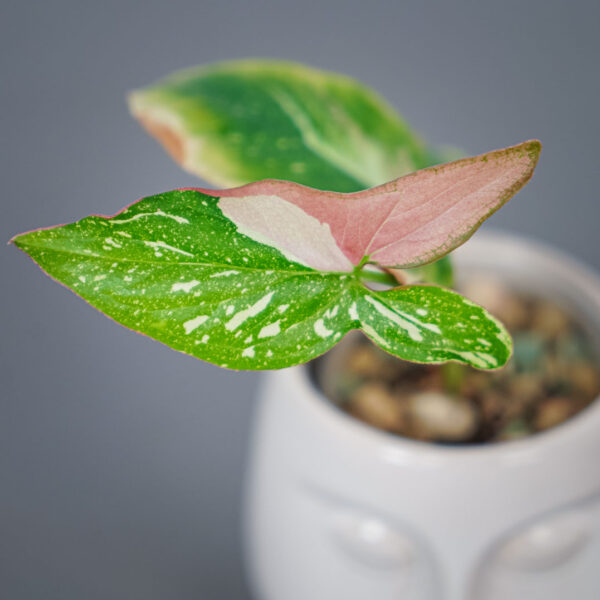 syngonium-red-spot-tricolor syngonium-red-spot-tricolor