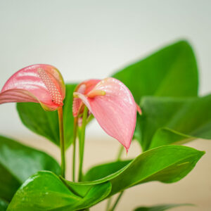 anthurium-pink