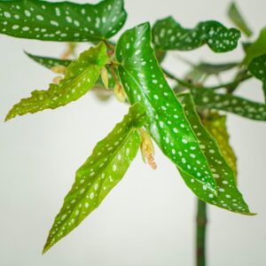 begonia-maculata-tamaya-drzewko