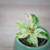 fikus-elastica-moonshine-shivereana-baby-ficus