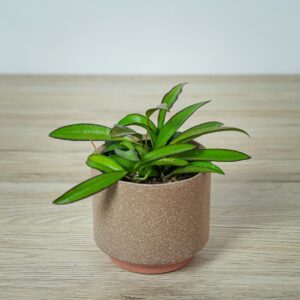 hoya-wayetii-longifolia-china-beans