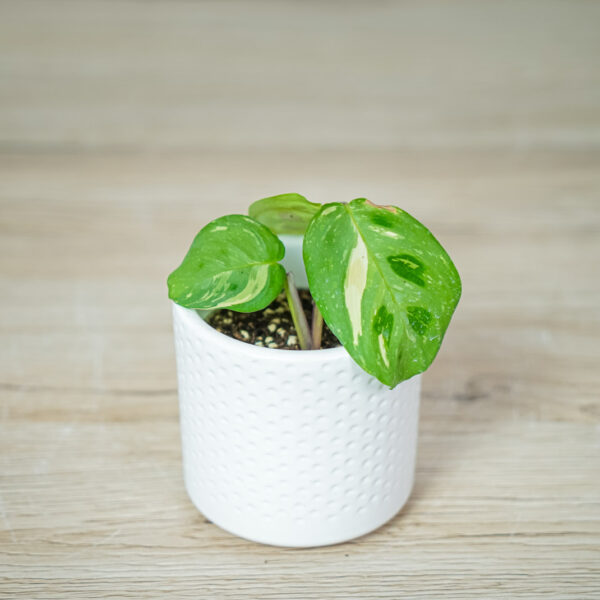 maranta-leuconeura-kerchoveana-variegata-baby
