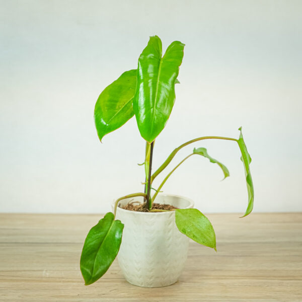 philodendron-paraiso-verde