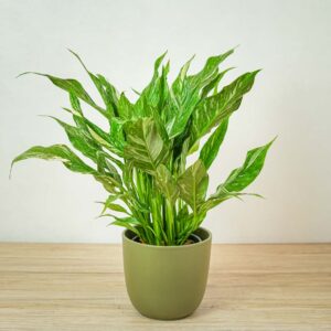 skrzydlokwiat-variegata-spathiphyllum