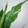 skrzydlokwiat-variegata-spathiphyllum