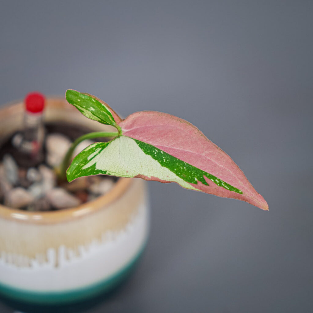 syngonium-red-spot-tricolor-baby-ma-a-szklarnia