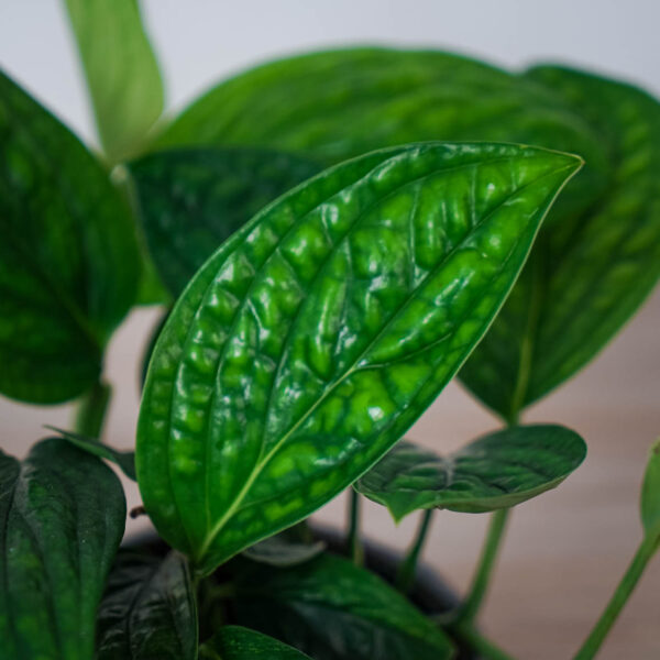 monstera-peru-karstenianum