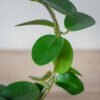 hoya-australis-na-obreczy