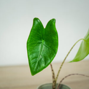 alokazja-zebrina-baby-alocasia
