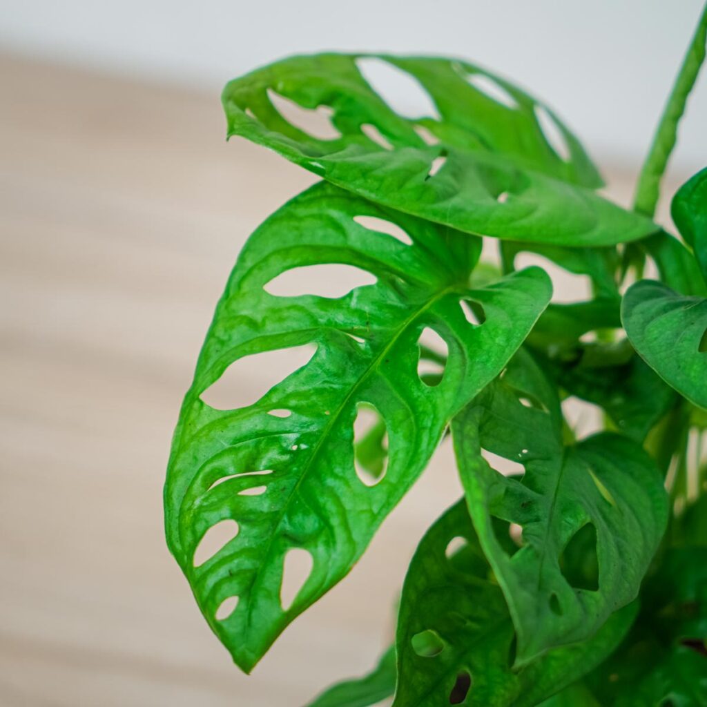 Monstera monkey mask - Mała Szklarnia