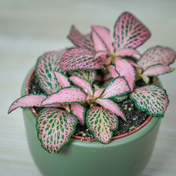 fittonia-mosaic-mistral