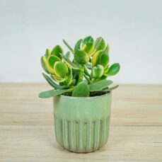 crassula-ovata-variegata-maruba-kagetsu-grubosz