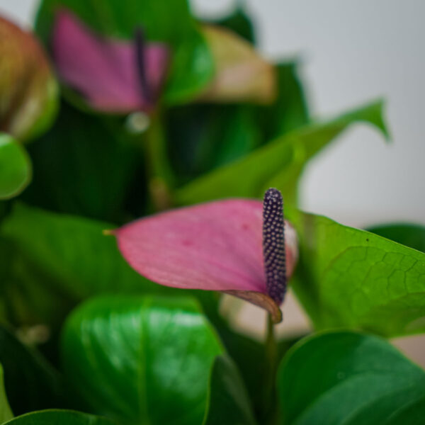 anthurium-baby-purple