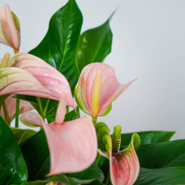 anthurium-joli-peach