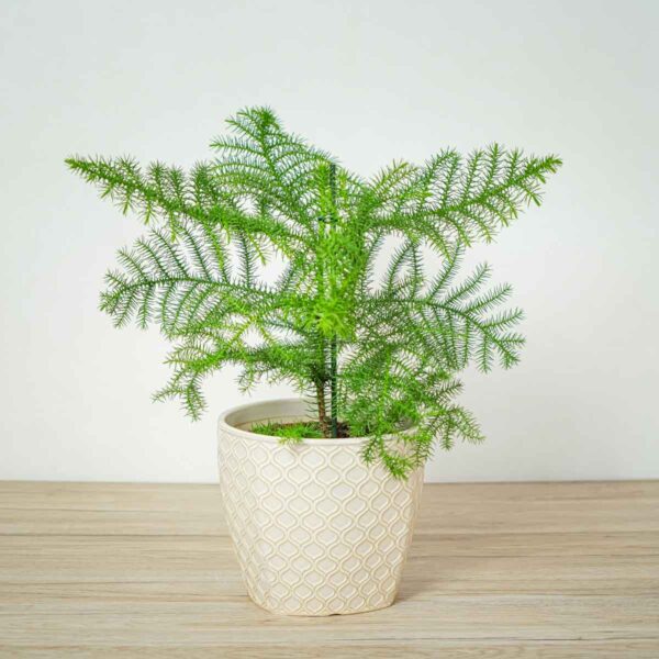 araukaria-wyniosla-araucaria-heterophylla