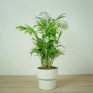 chamedora-variegata-chamaedorea