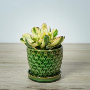 crassula-ovata-variegata-maruba-kagetsu-grubosz