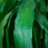 epiphyllum-pumilum