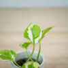 epipremnum-njoy-baby