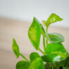 epipremnum-pinnatum-global-green