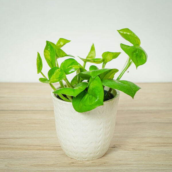 epipremnum-pinnatum-global-green