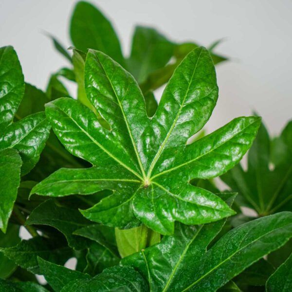 fatsia-japonica