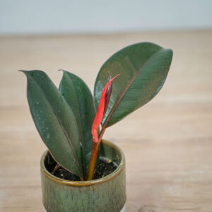 fikus-elastica-abidjan-baby-ficus