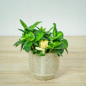 gardenia-jasminowata-gardenia-jasminoides