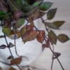 hoya-krohniana-splash-black-leaves