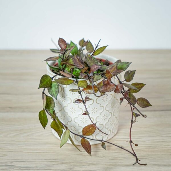 Hoya krohniana black leaves - Mała Szklarnia