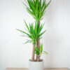juka-yucca