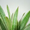 sansevieria-aubrytiana-metallica