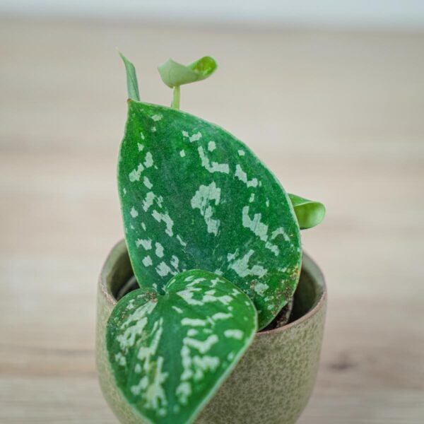 scindapsus-pictus-argyraeus (4) scindapsus-pictus-argyraeus