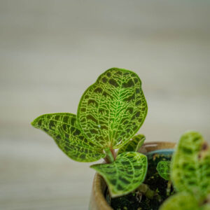 storczyk-macodes-petola-jewel-orchid