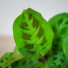 maranta-leuconeura-kerchoveana