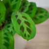 maranta-leuconeura-kerchoveana
